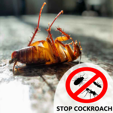 Cockroach Control
