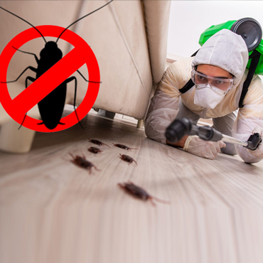 Cockroach Control
